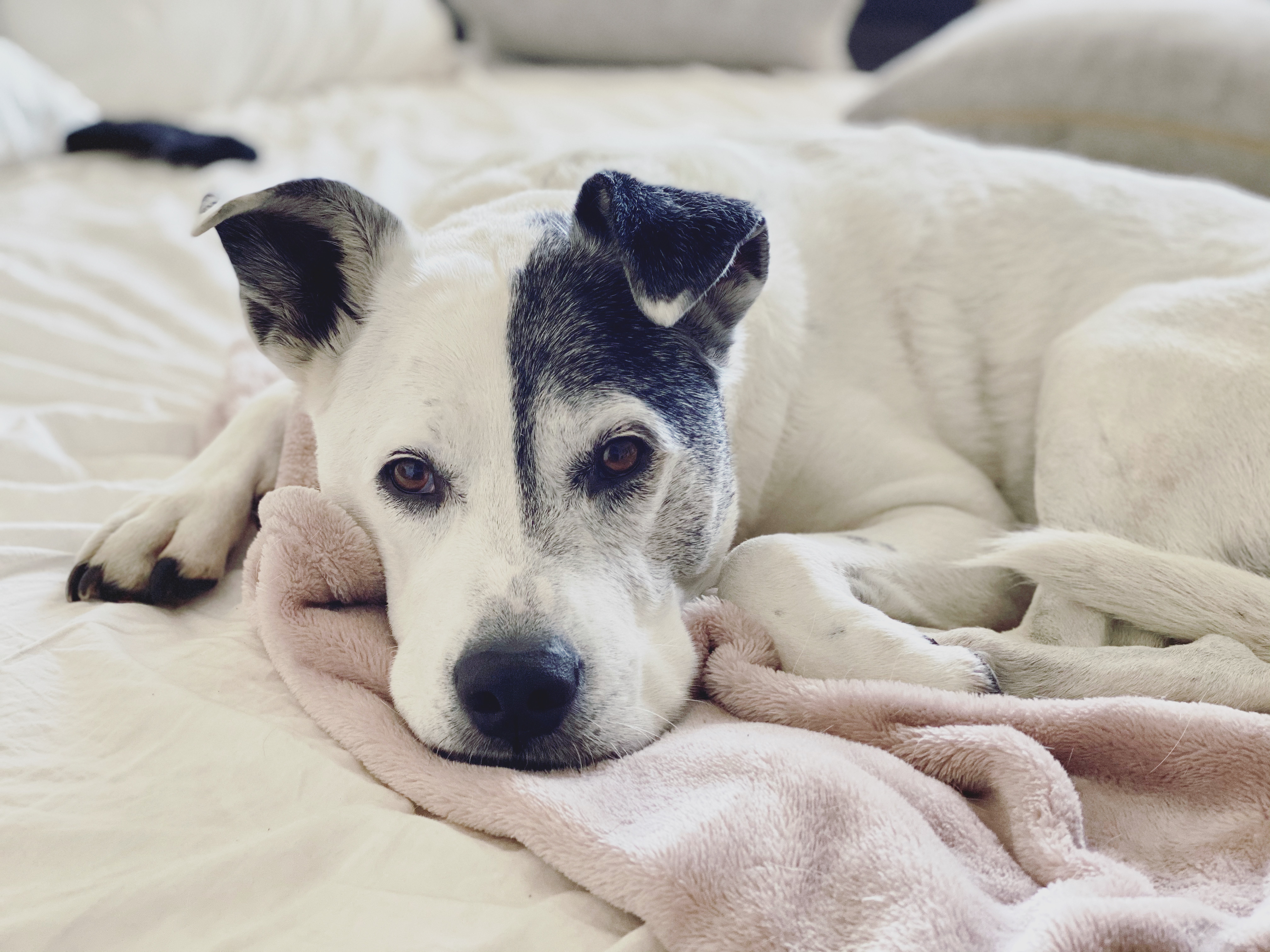A dog the foundation supports