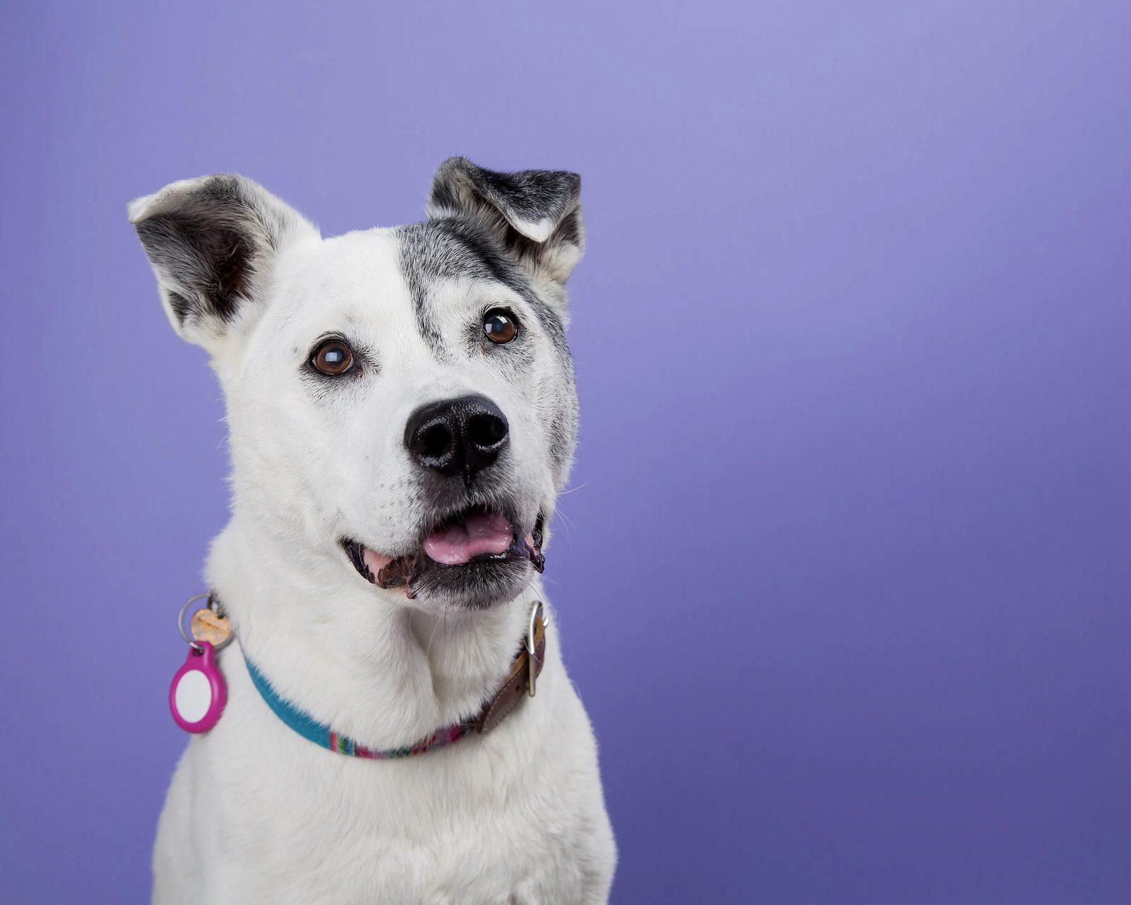 Deuce, Winter's soul dog