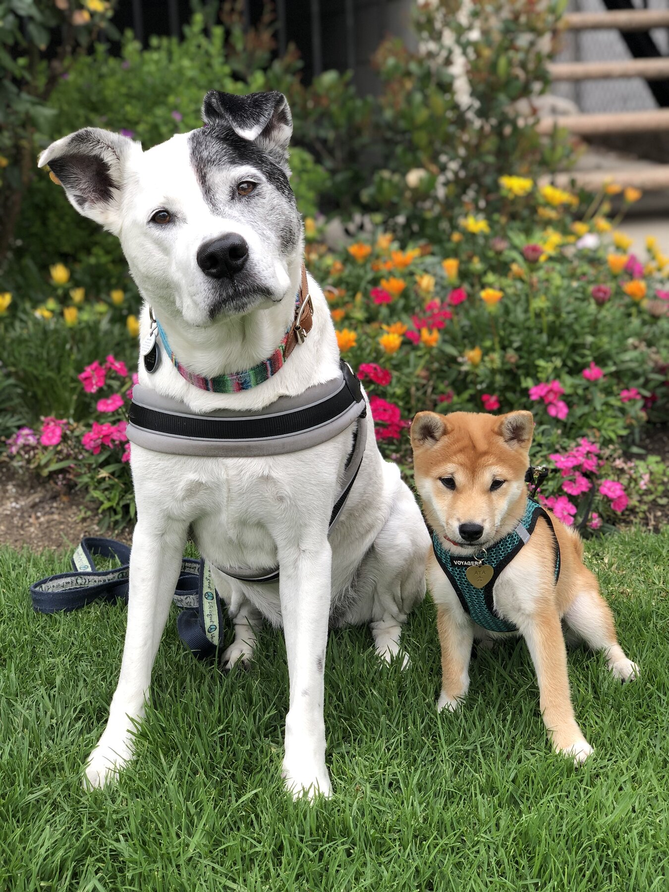 Deuce, the dog who started it all