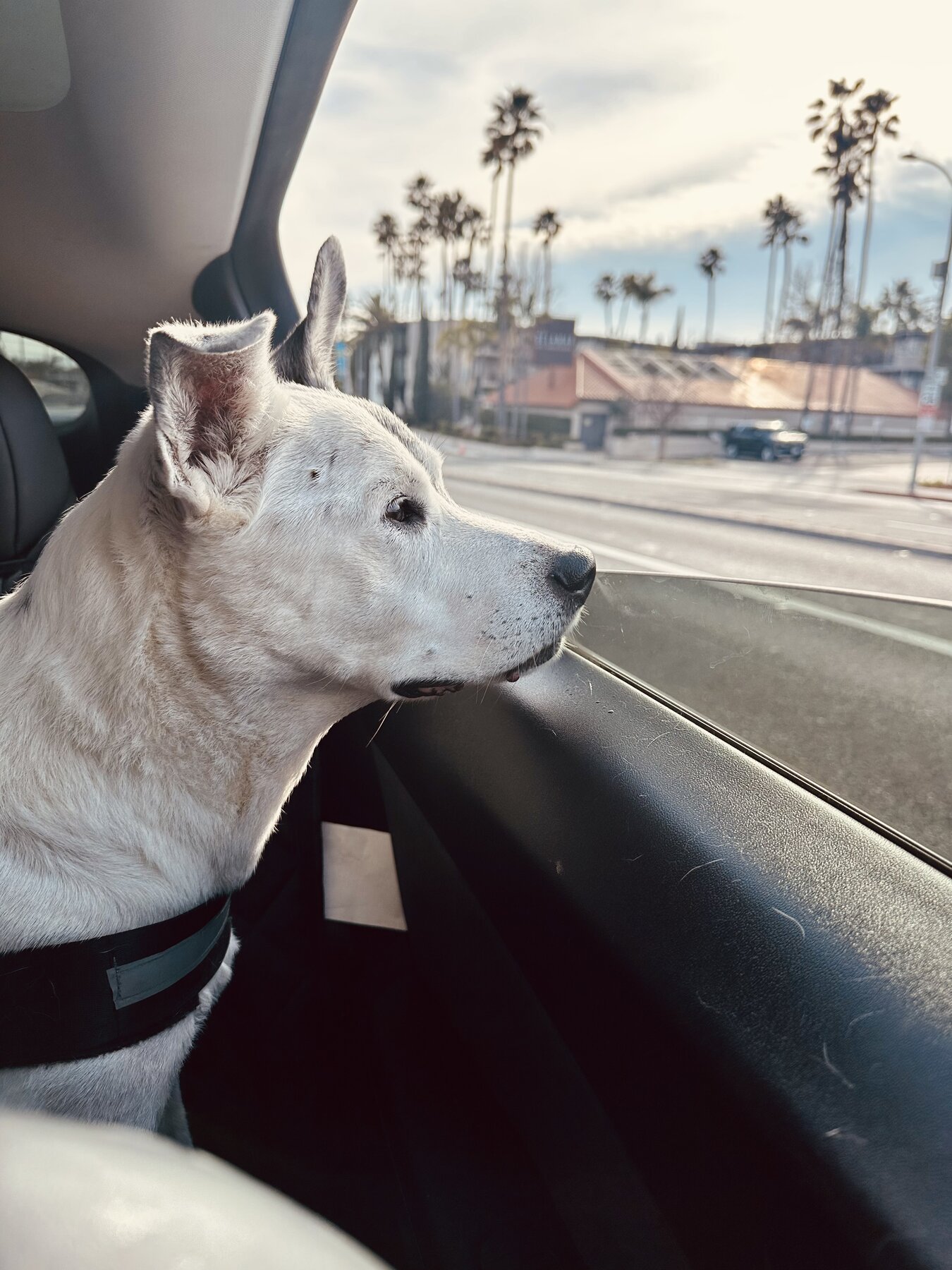A senior dog being cared for