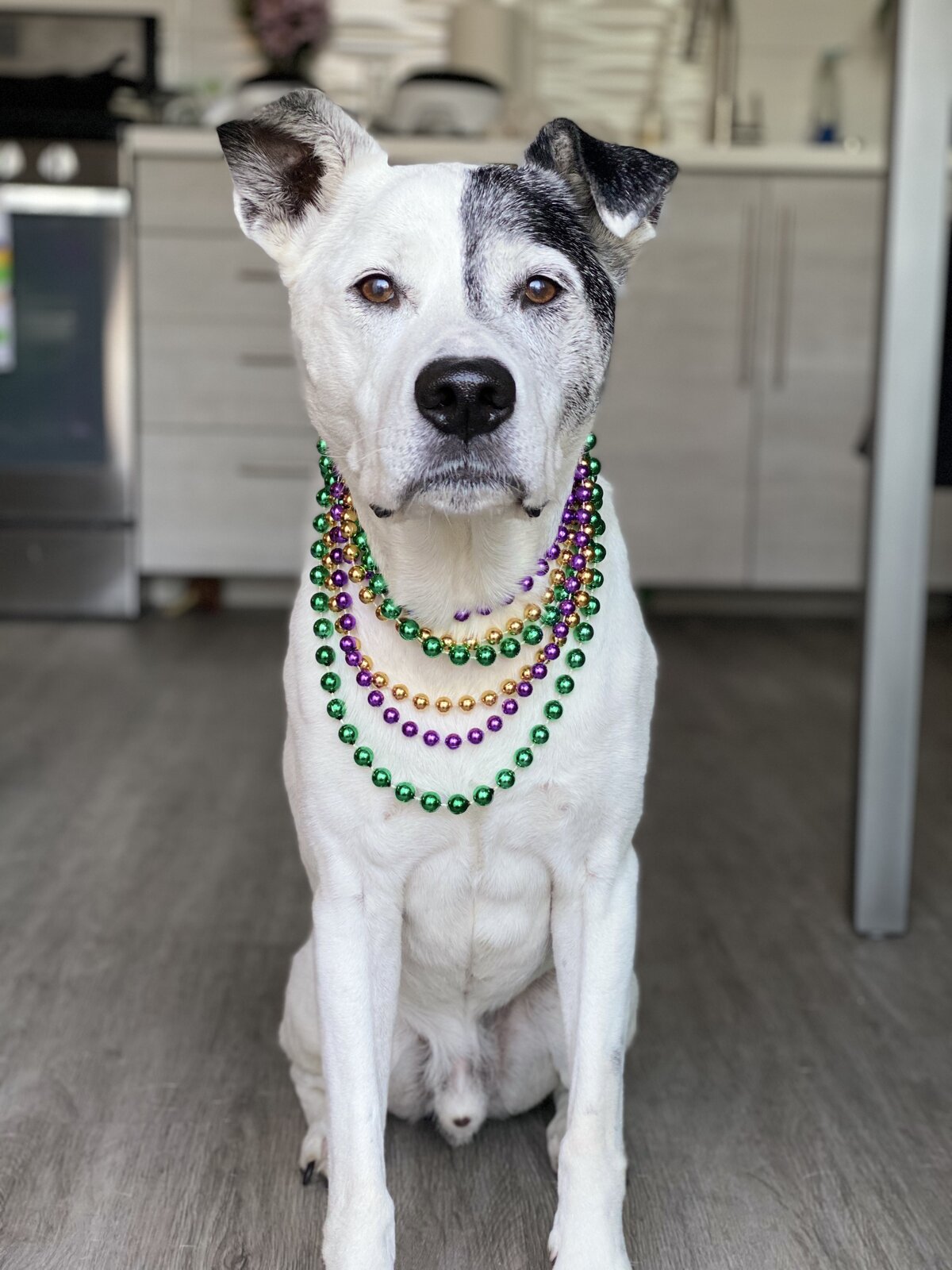 Deuce, Winter's soul dog of 16½ years