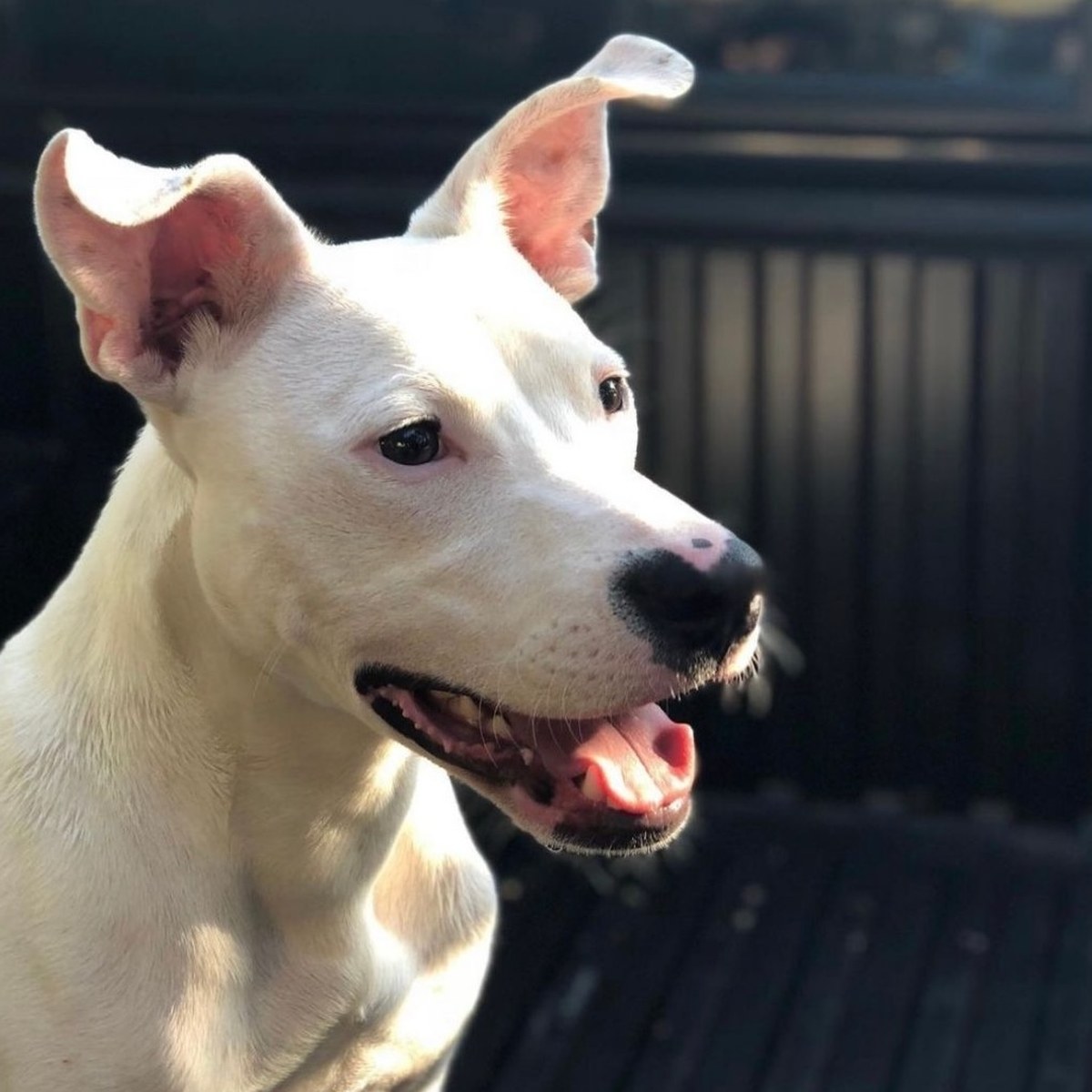 Bowie