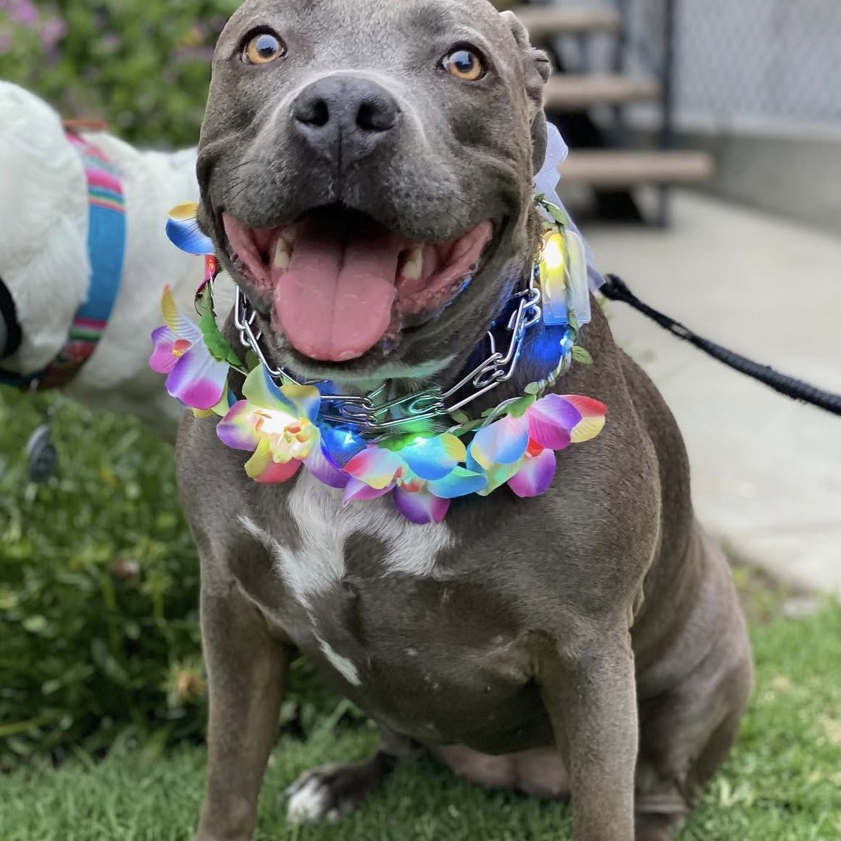Stella