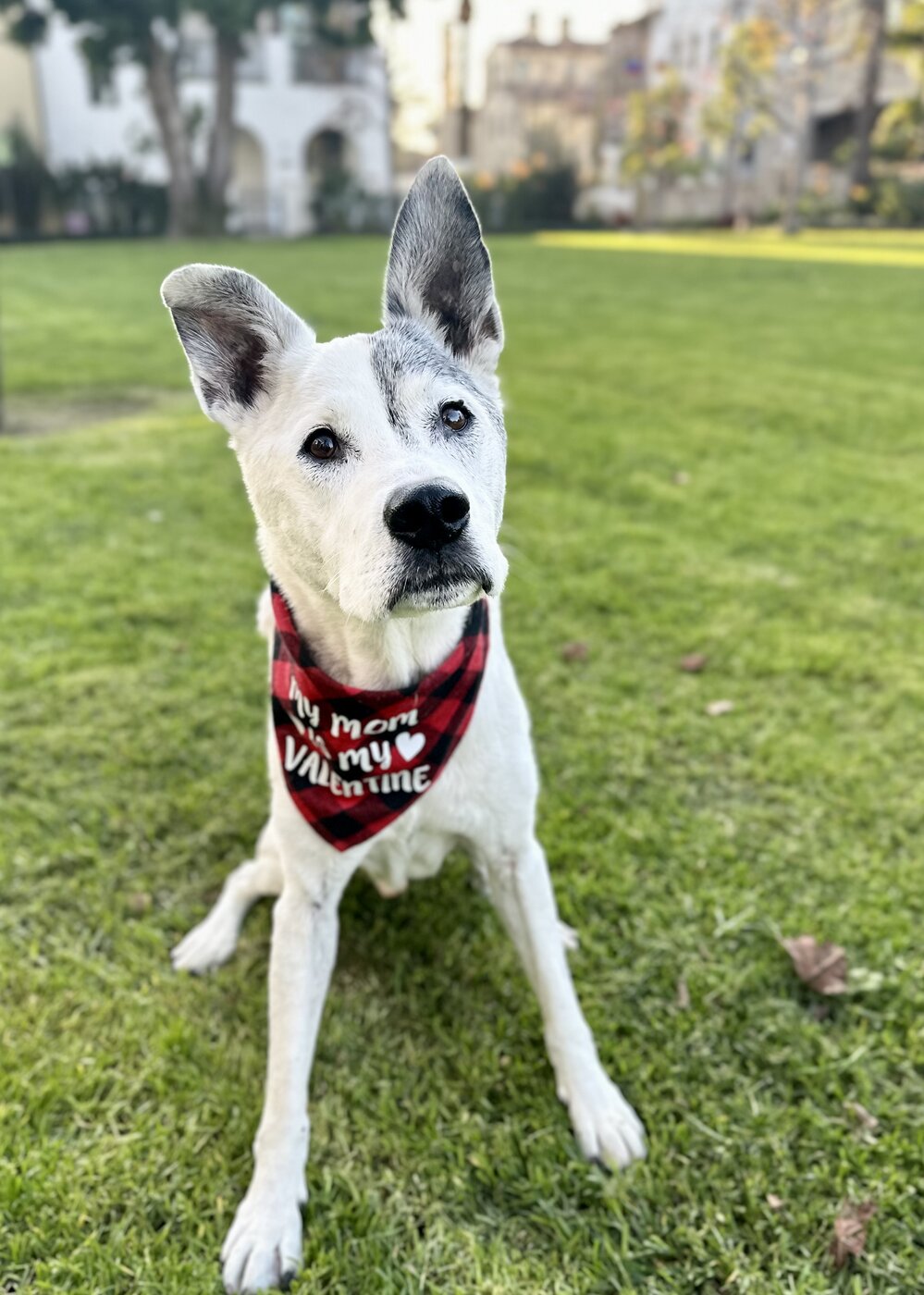 A senior dog being cared for