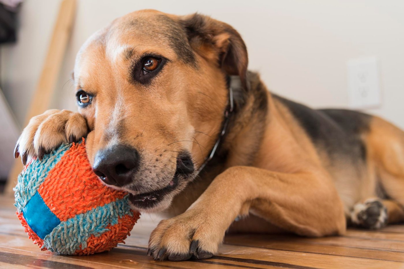 An adolescent dog — a teenager full of curiosity and energy