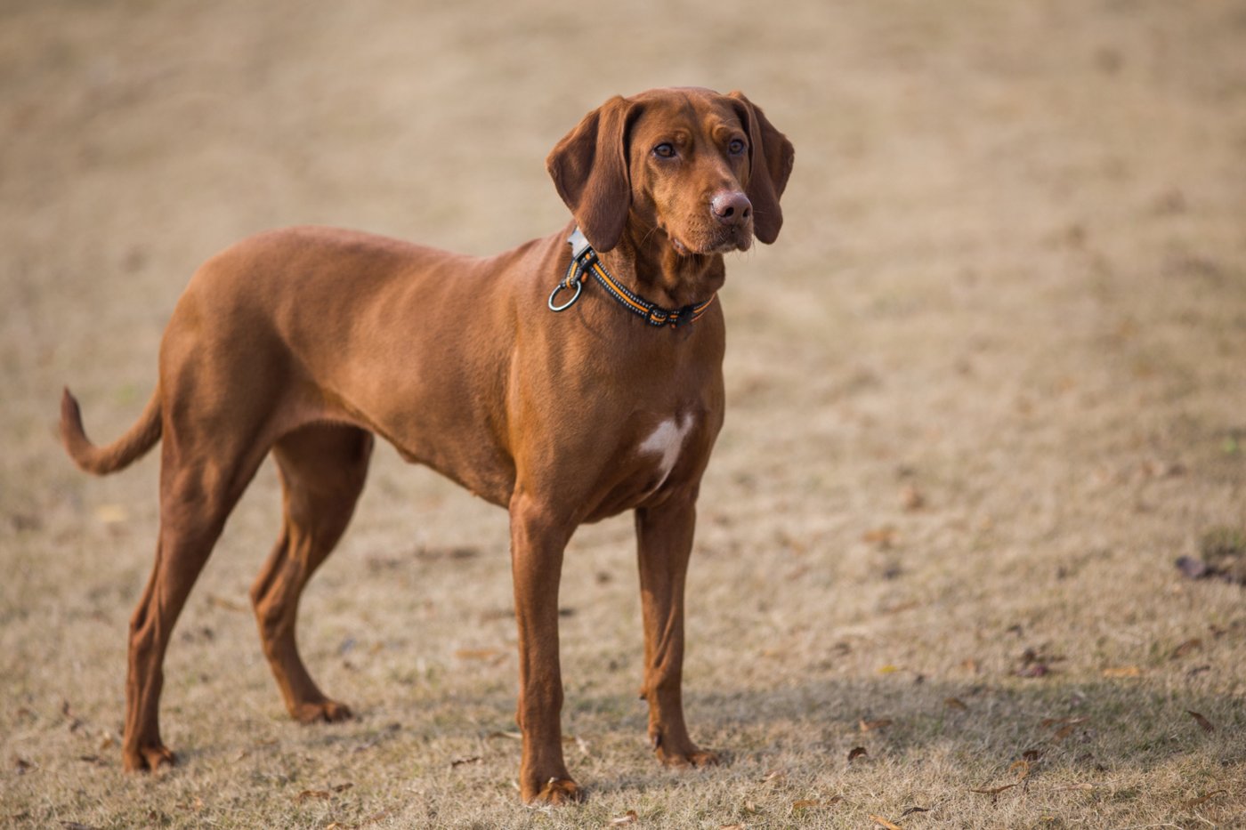 An adult dog in their full-bloom chapter