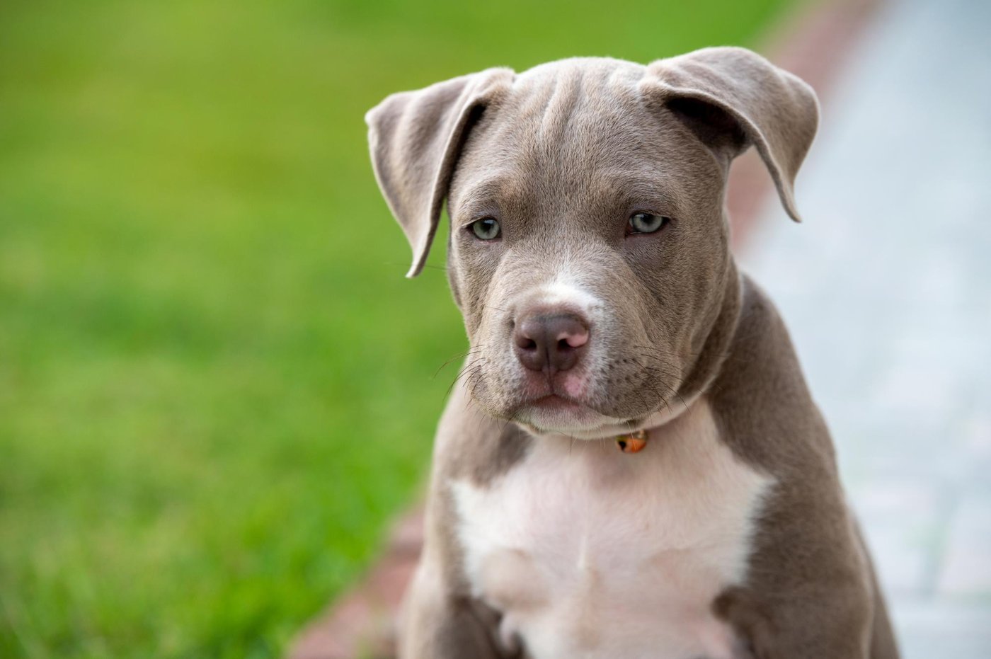 A young puppy in the most formative period of their life