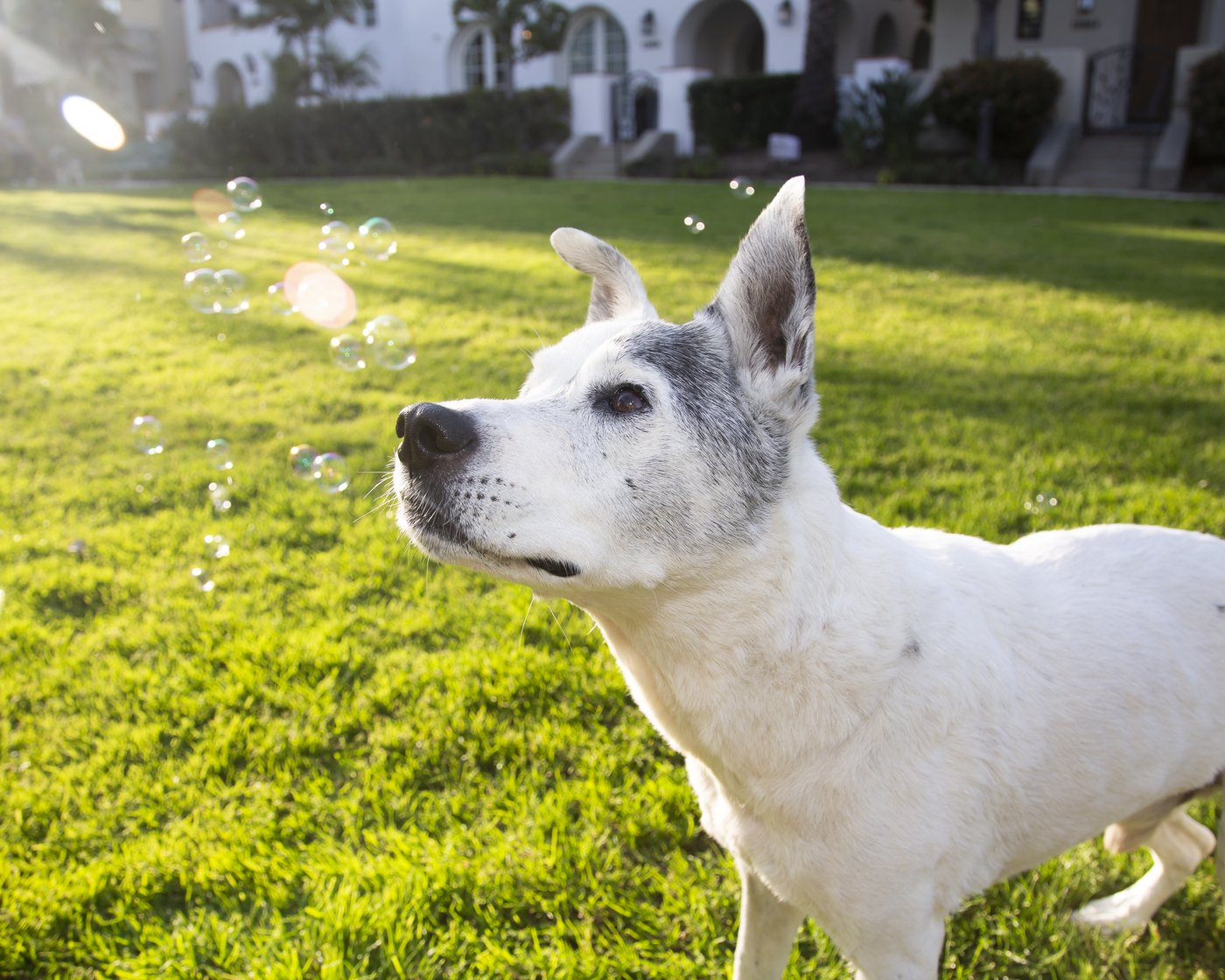 Deuce — chasing bubbles, fully himself