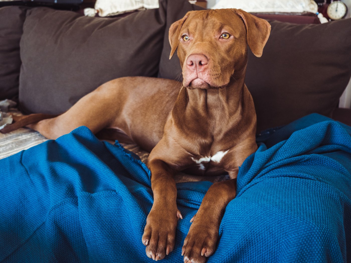 A new dog settling into their forever home
