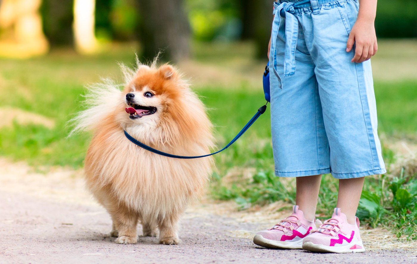 A child meeting a small dog calmly outside