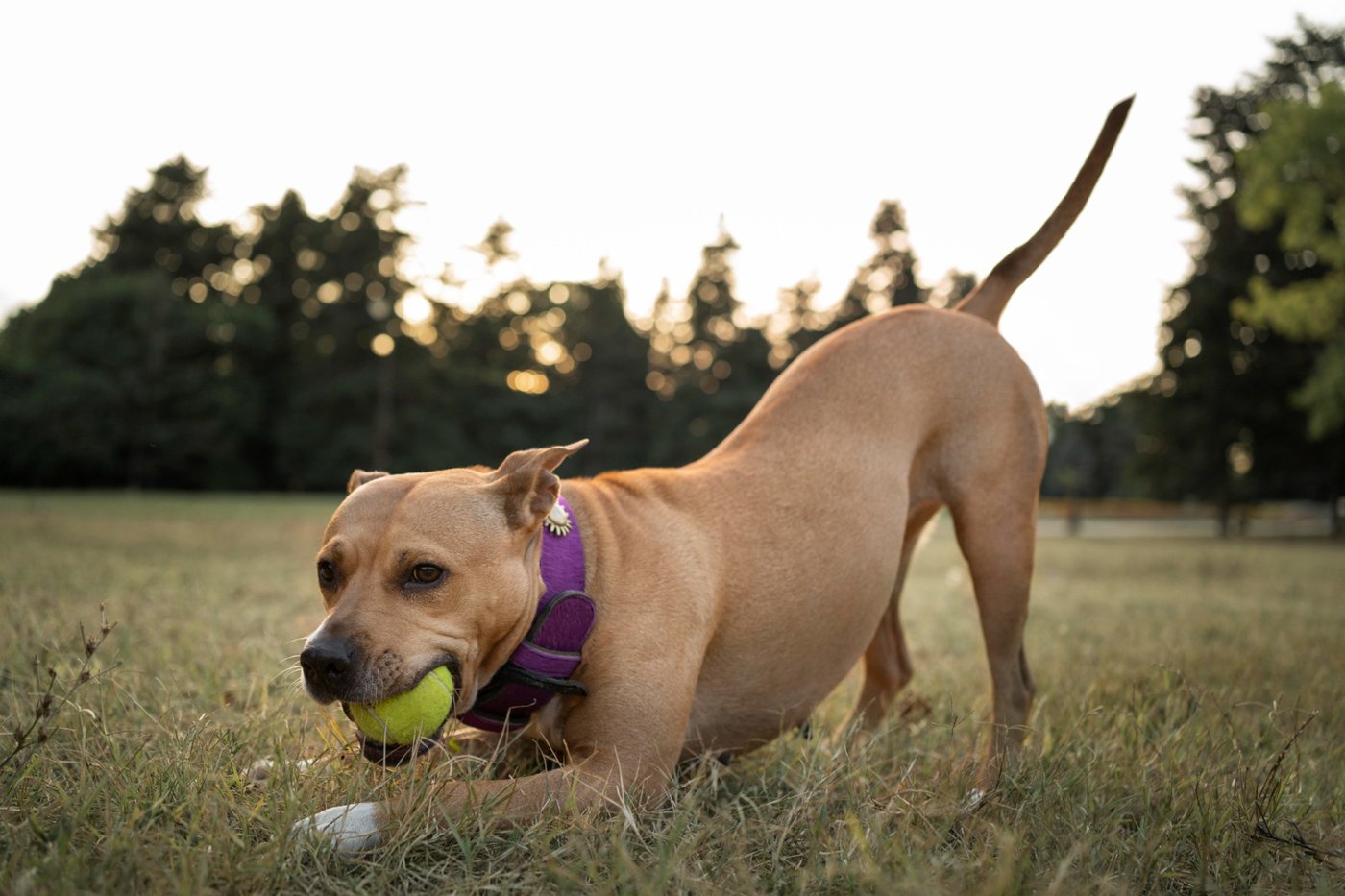 A dog in a play bow position, inviting play