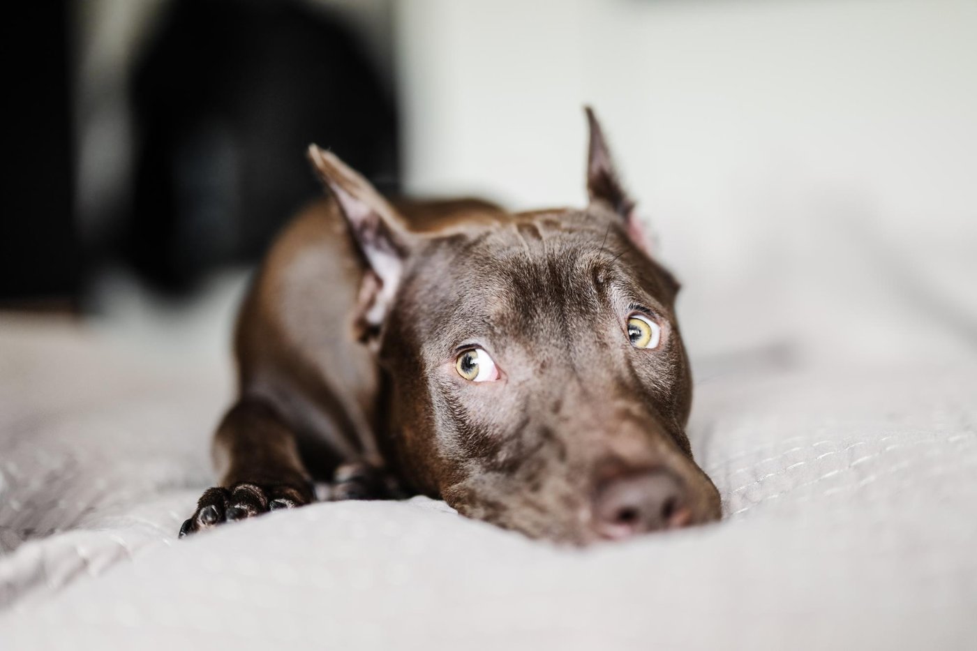 A dog showing whale eye, a sign of stress