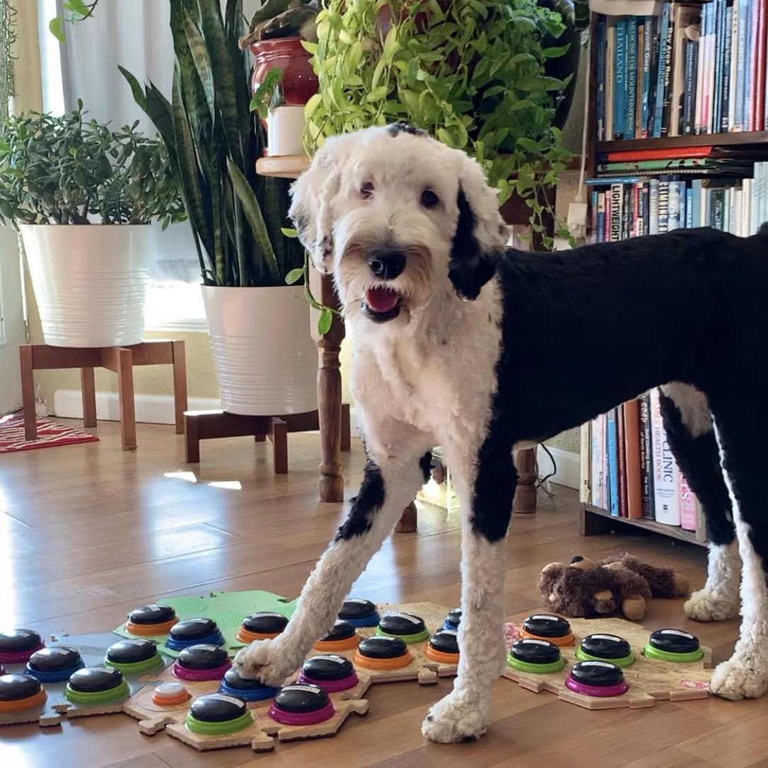 Bunny the famous talking dog using communication buttons