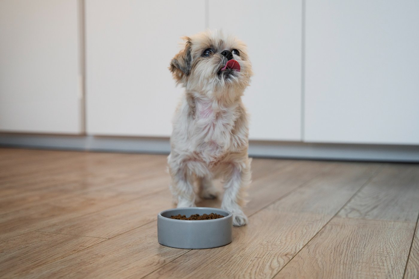 A small dog enjoying a balanced meal
