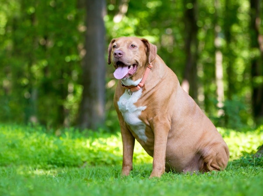 An overweight dog — a reminder that body condition matters for long-term health