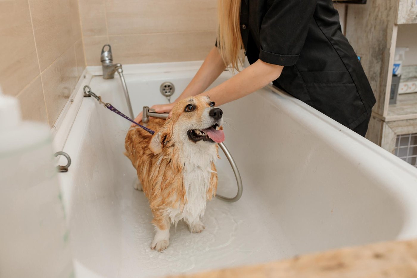 A dog being gently bathed during grooming