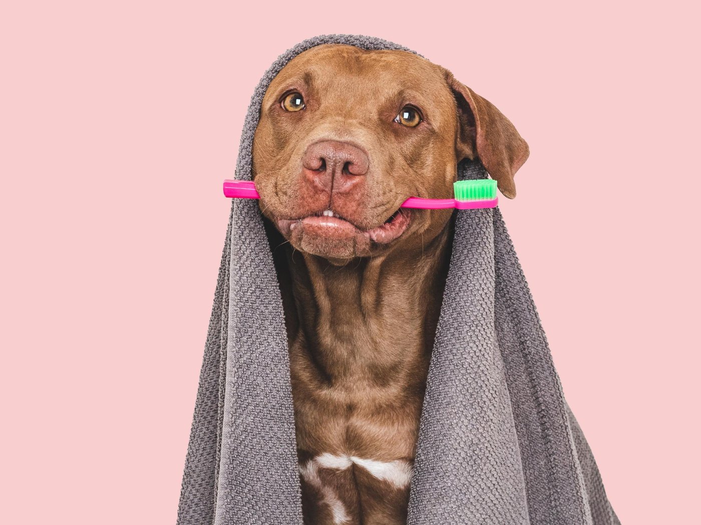 A dog with a toothbrush — daily brushing is the single most effective dental practice