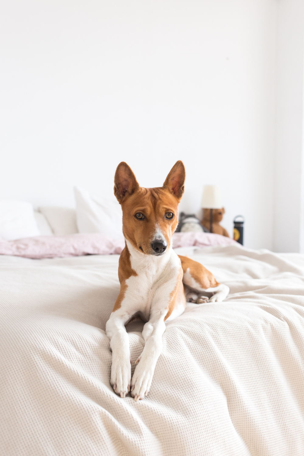 Good foster photo example 1