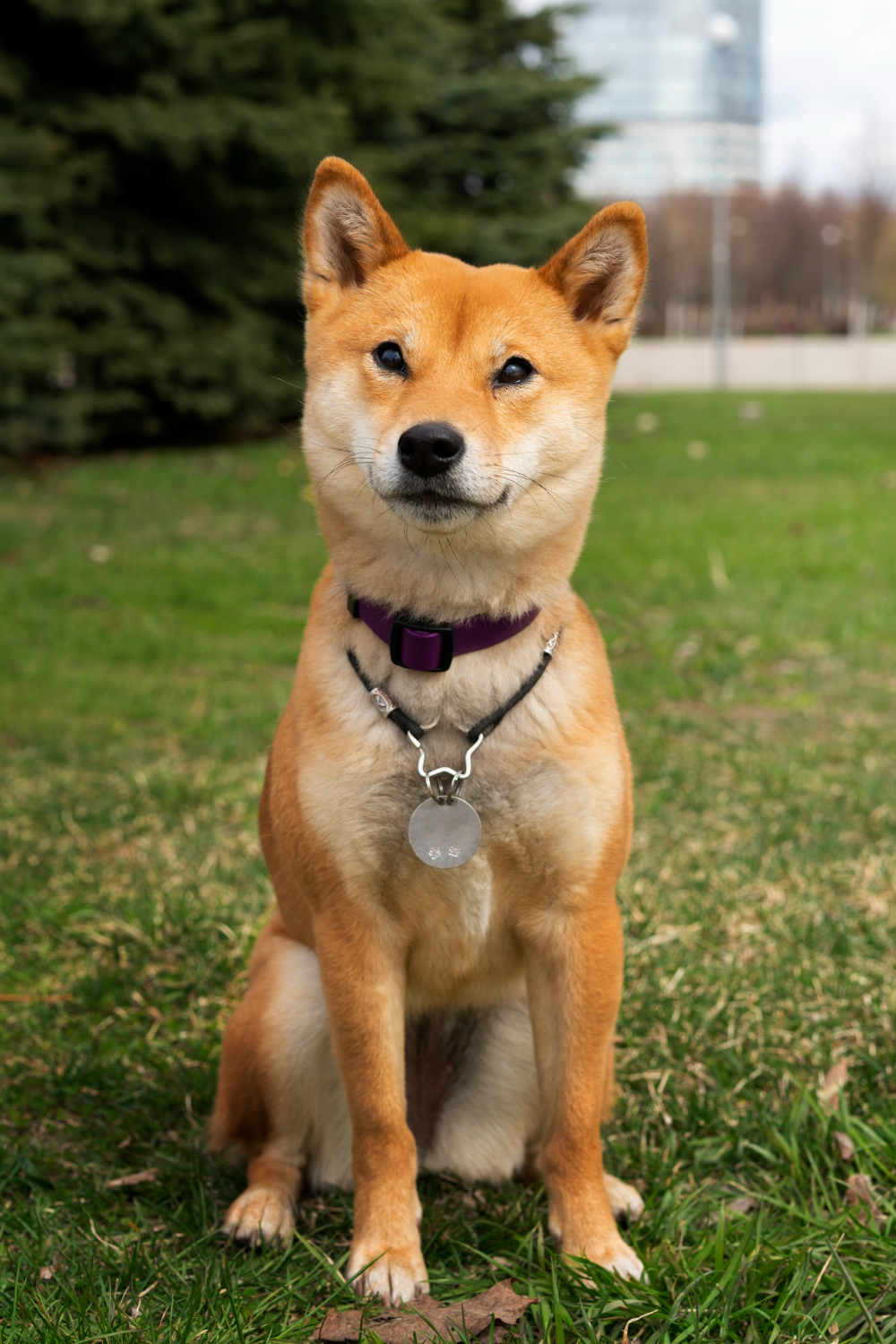 Good foster photo example 2