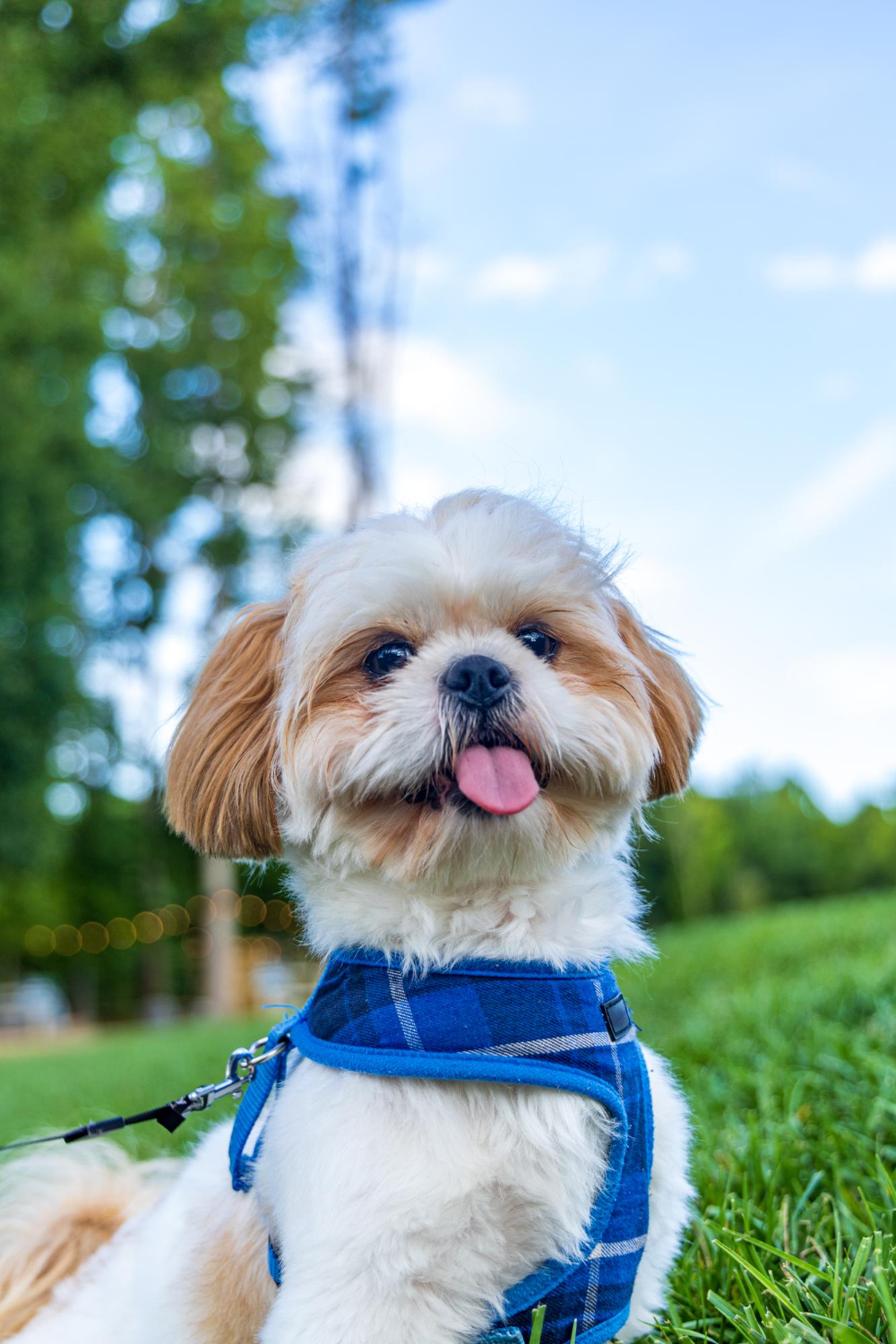 Good foster photo example 3
