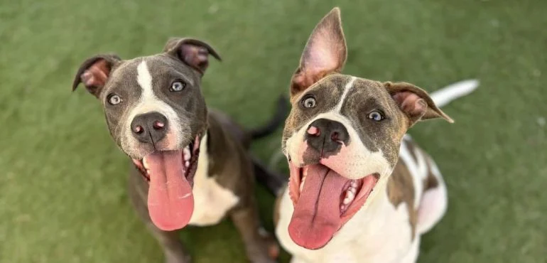 Two dogs being introduced calmly on neutral ground