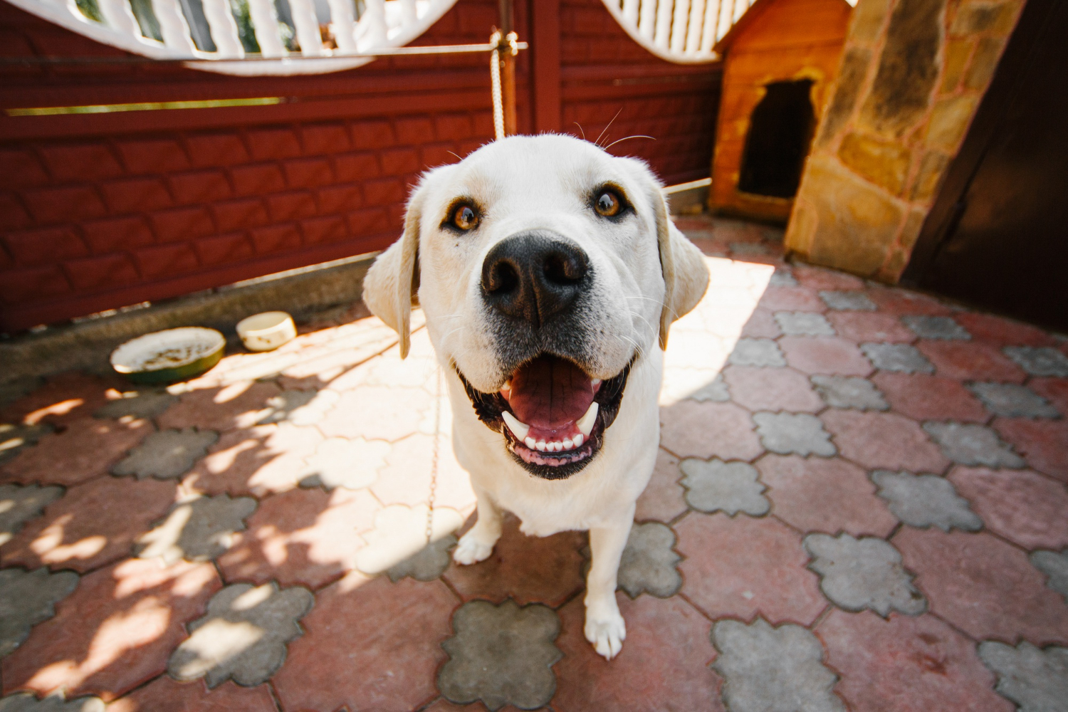A great natural-light foster photo of a calm dog