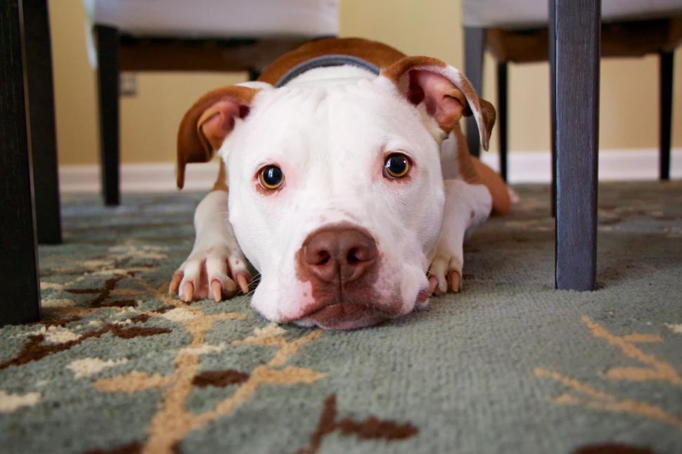 A foster volunteer continuing the work with the next dog