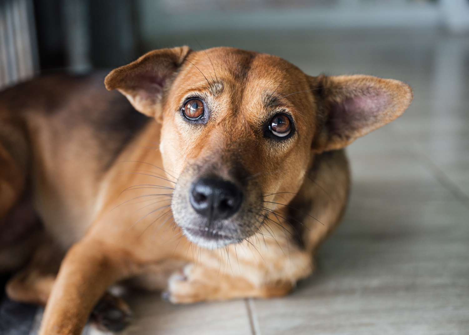 Two dogs, illustrating that fostering saves more than one life