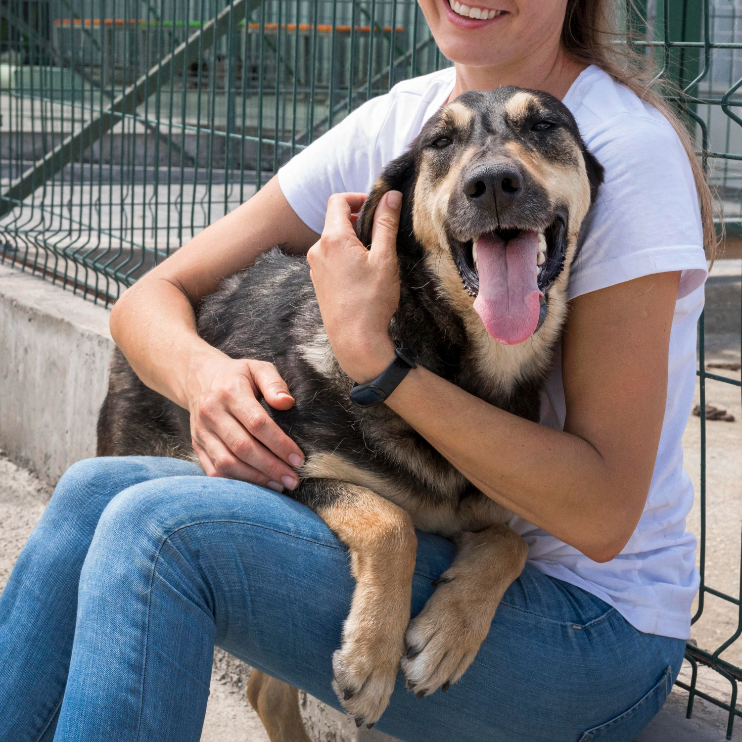 A foster dog being welcomed into a quiet home