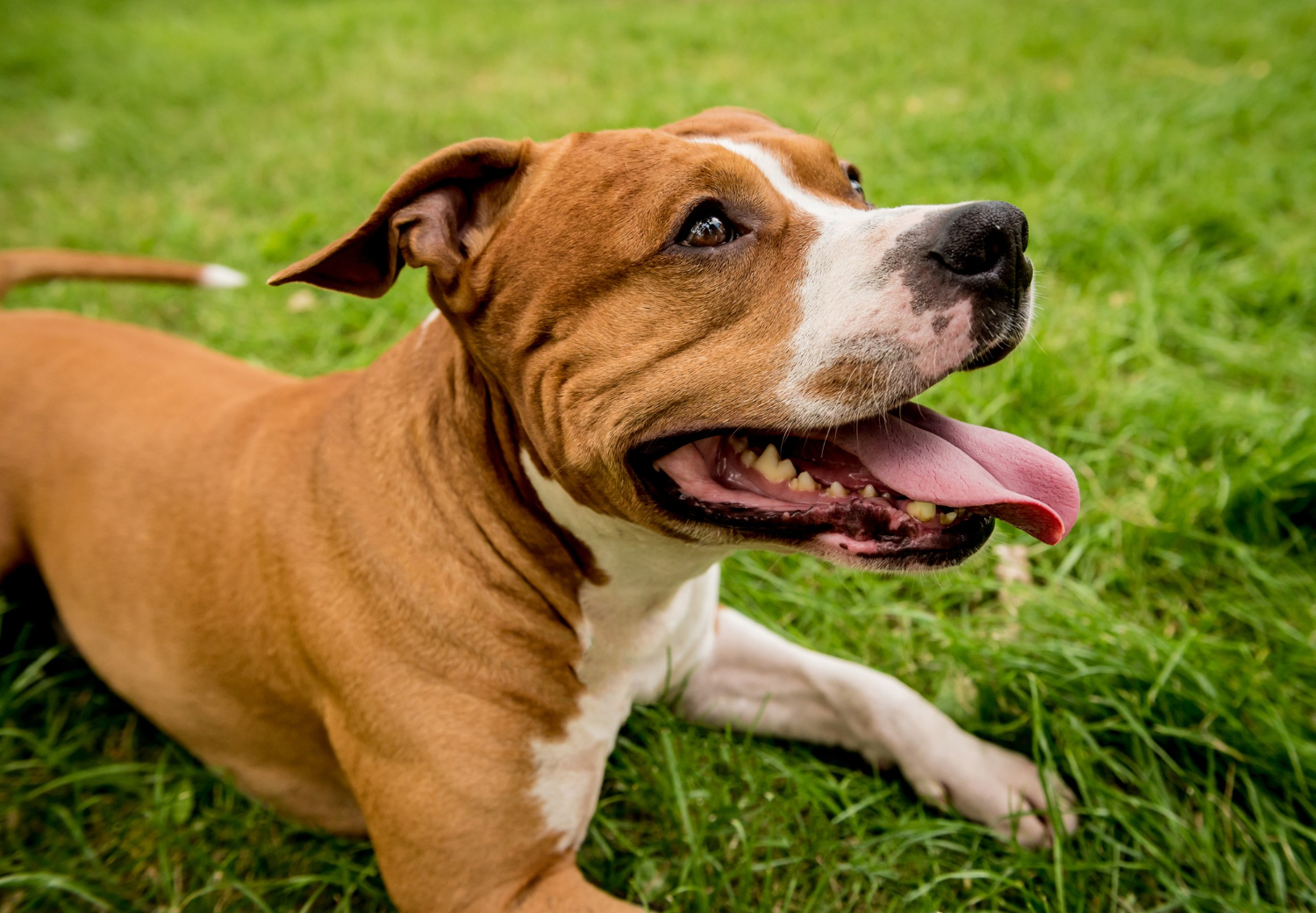 A foster dog and a foster volunteer in everyday life