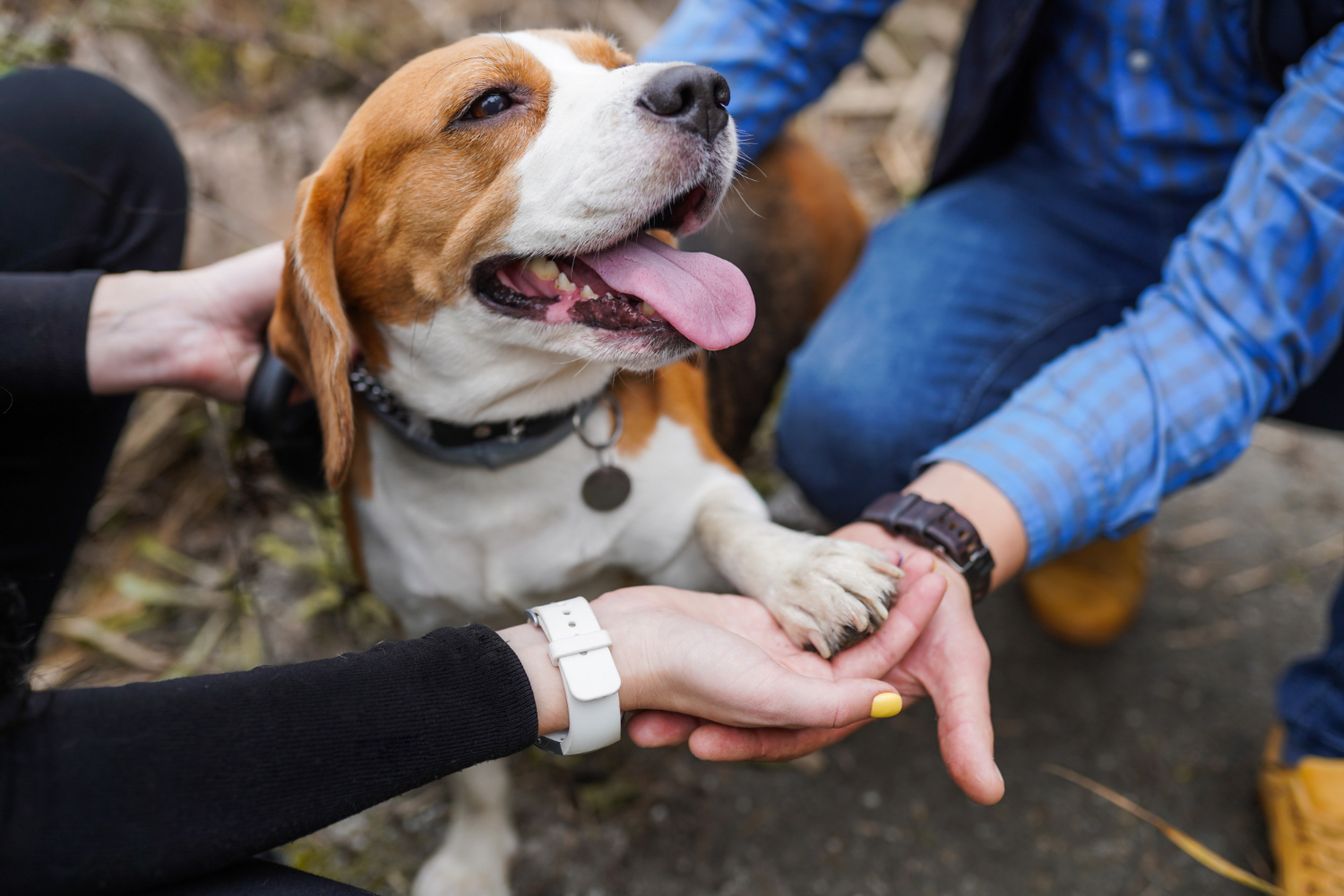A foster volunteer and a rescue coordinator working together