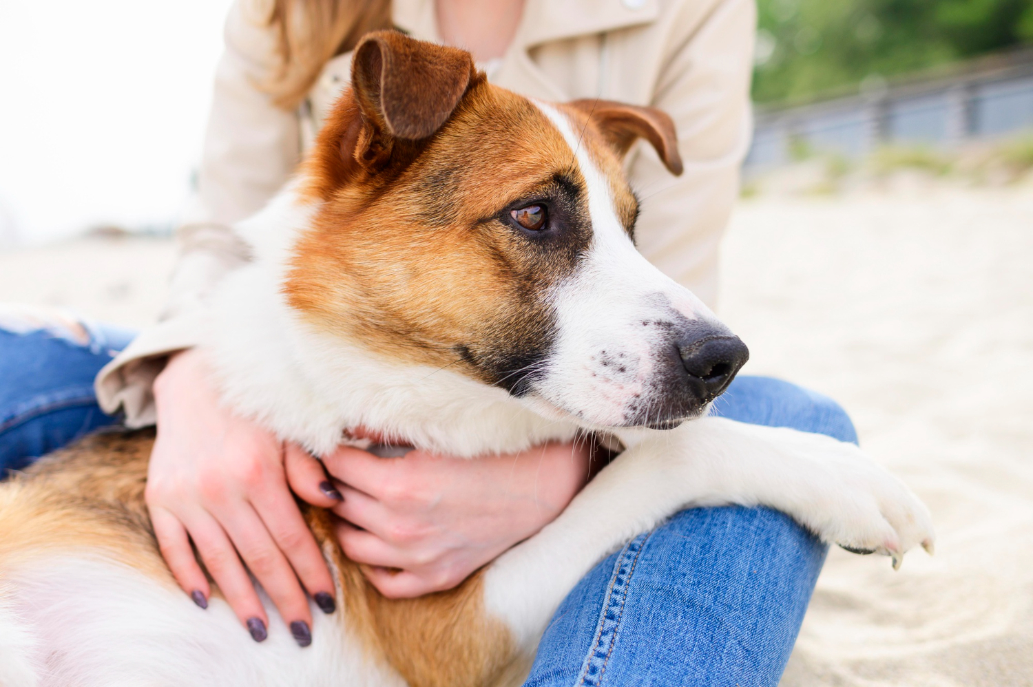 A calm decompression space set up for a foster dog