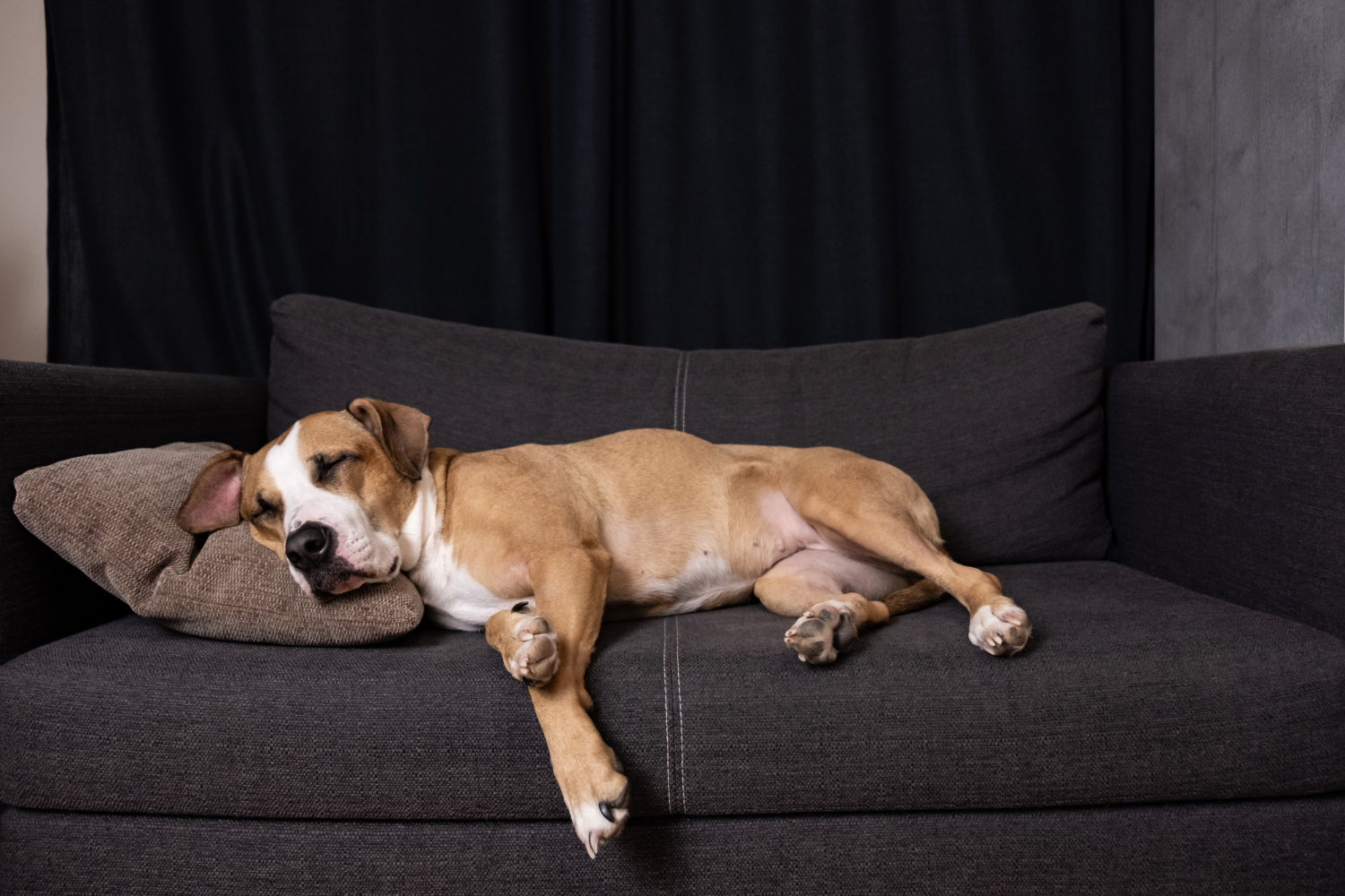 A foster dog resting peacefully during decompression