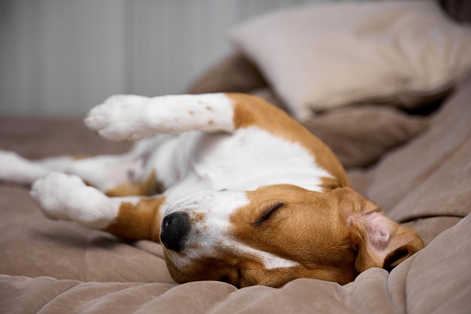 A foster dog beginning to relax over time
