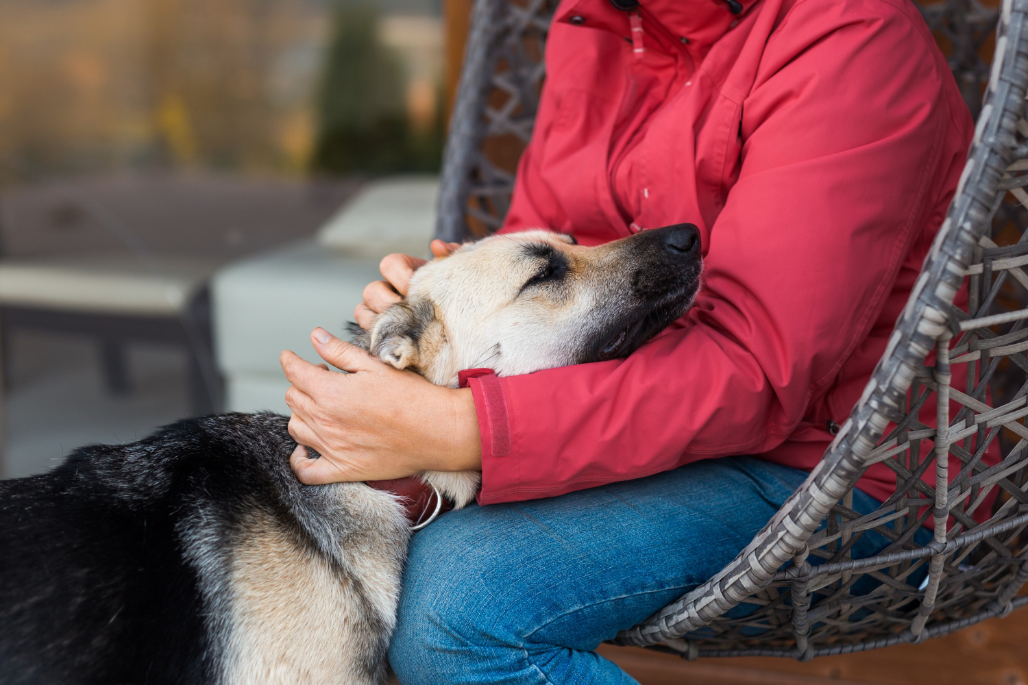 A foster dog showing trust grow over weeks