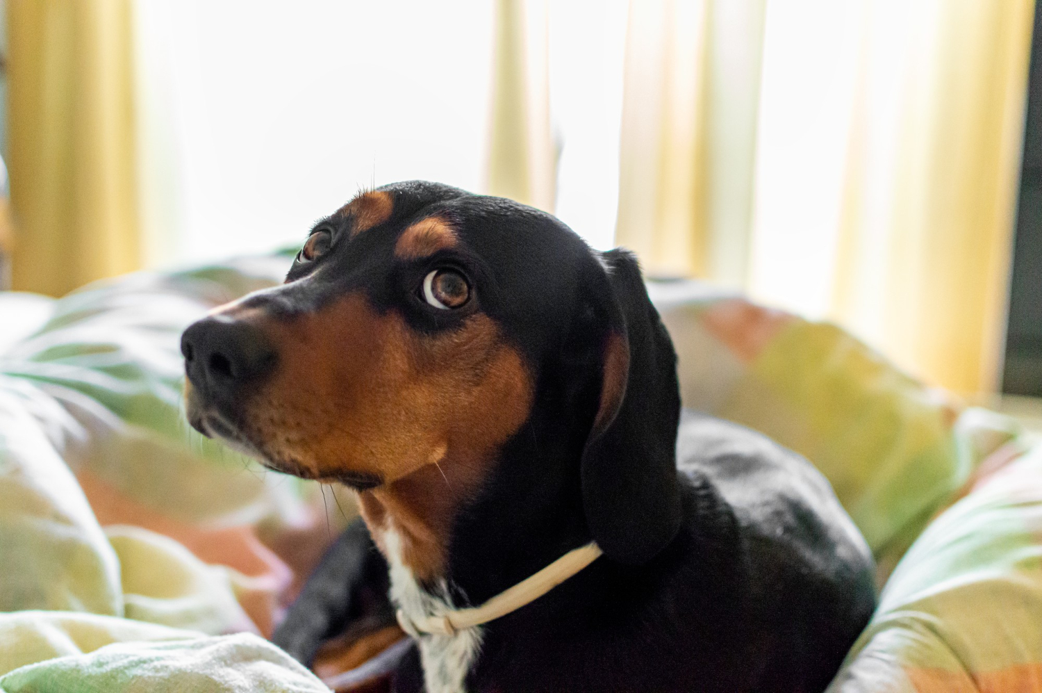 A dog showing relaxed body language