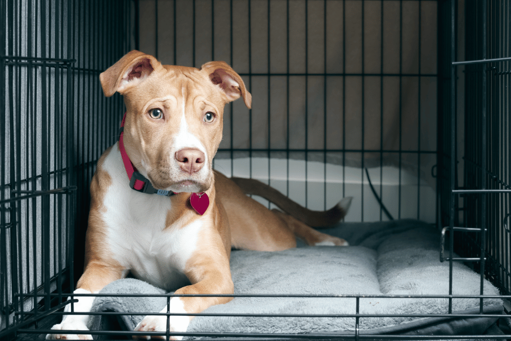 A cozy crate set up as a safe space