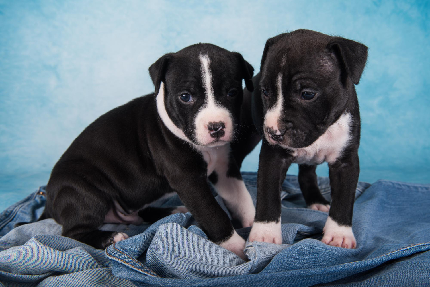 A litter of foster puppies during the socialization window