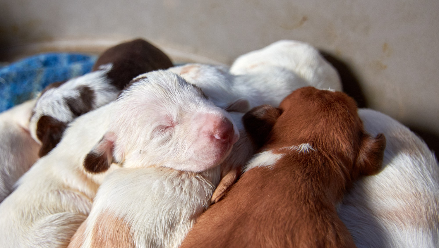 A neonatal puppy being bottle-fed by a foster