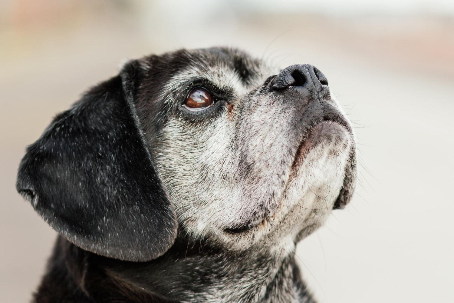 A senior dog resting comfortably in a foster home