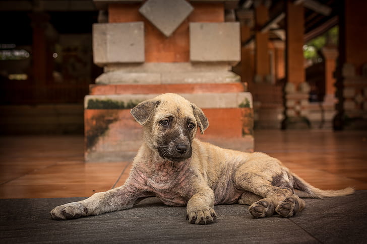 A foster dog recovering after surgery