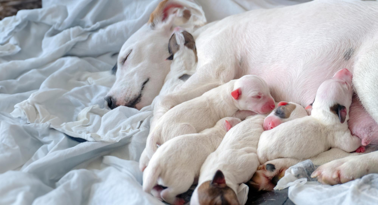 A pregnant or nursing mama dog resting in a quiet foster home